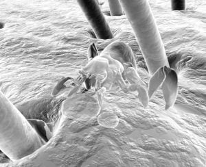 microscopio electronico