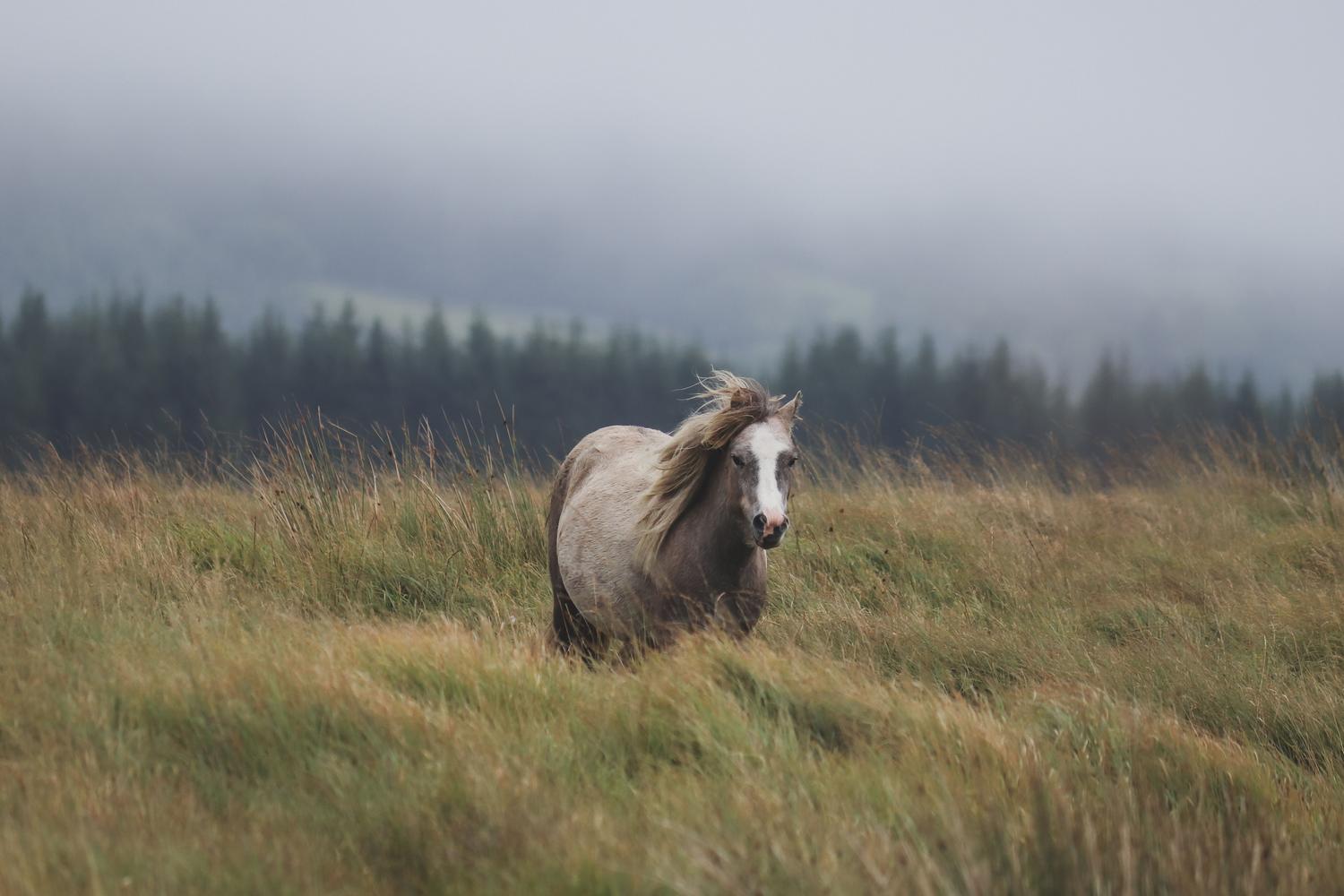 Caballo solitario en una pradera neblinosa, representando la importancia de la montura en el viaje por el mundo abierto.