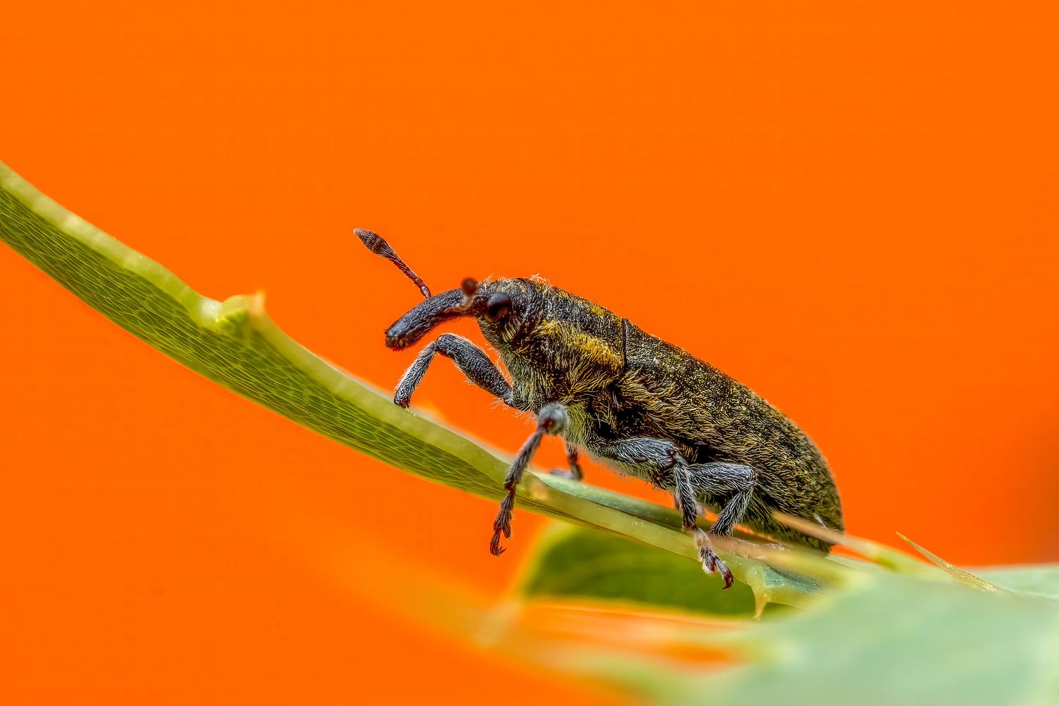 Primer plano de un insecto sobre una hoja, resaltando las texturas que pueden resultar molestas para personas con fobias. Primer plano de un insecto sobre una hoja, resaltando las texturas que pueden resultar molestas para personas con fobias.