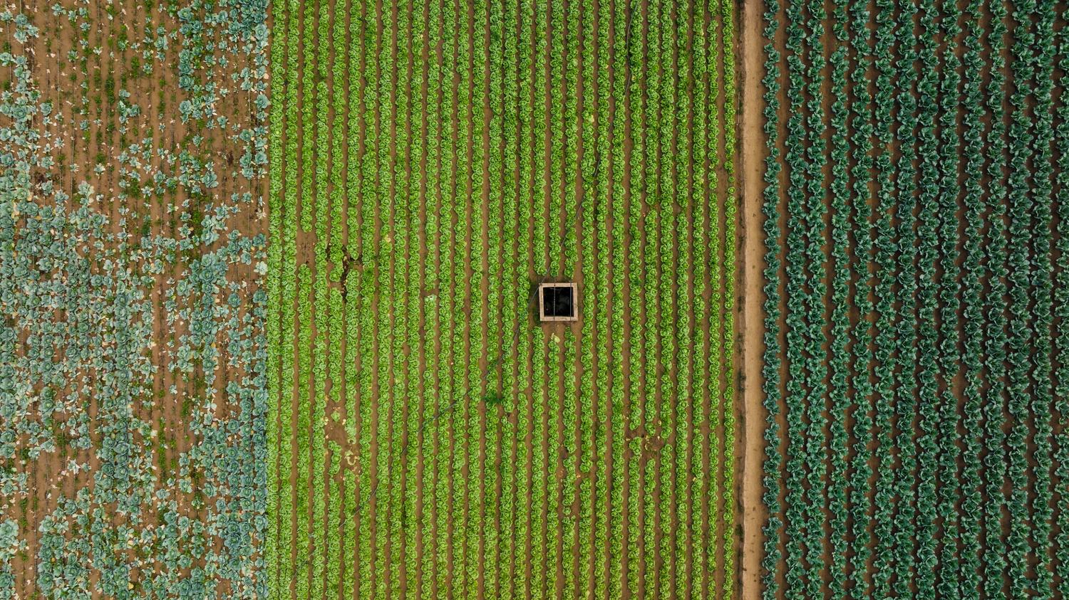 Vista aérea de campos de cultivo organizados en hileras, representando la optimización de la Agricultura y el Farming Fortune.