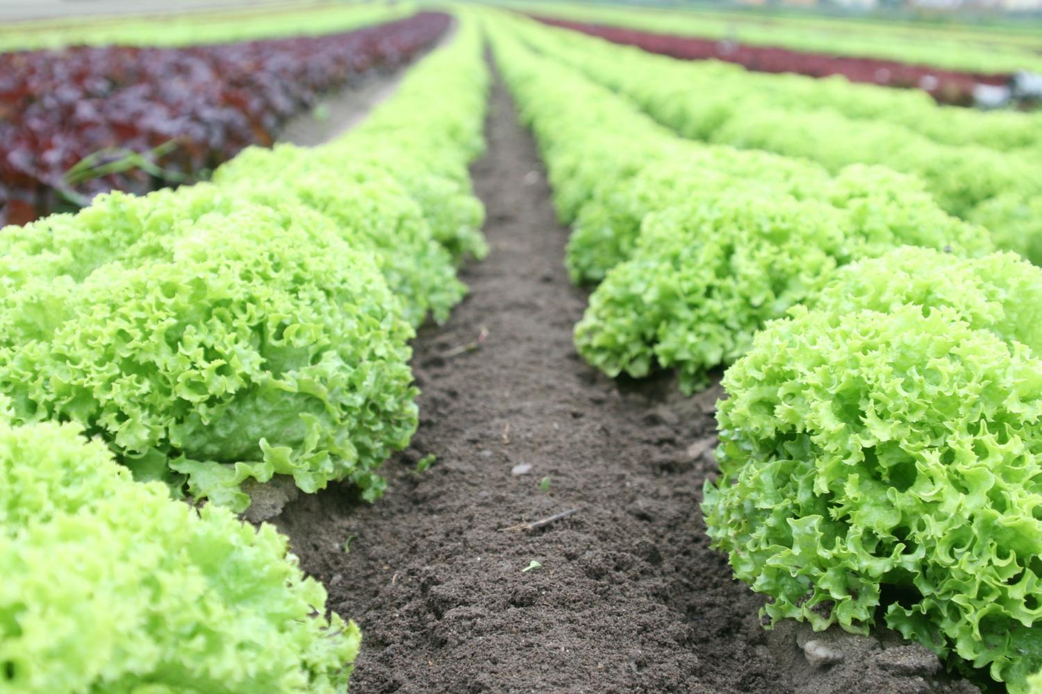 Detalle de hileras de cultivos verdes en un campo agrícola, simbolizando la recolección eficiente de materiales agrícolas.