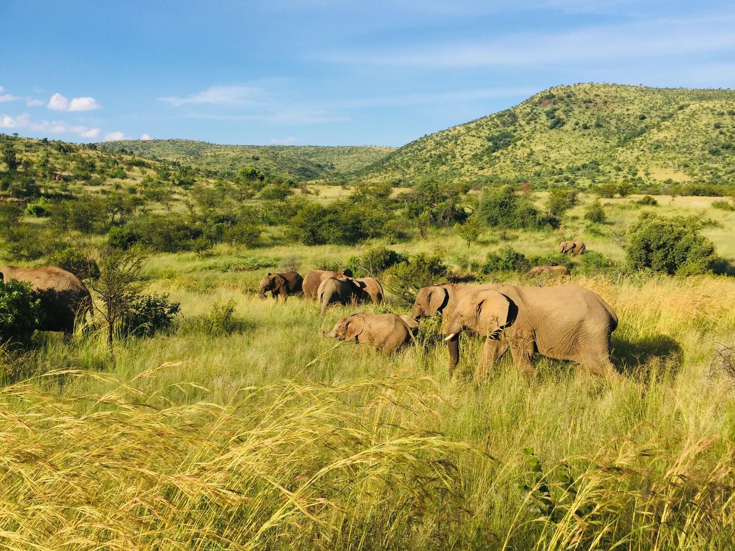 Manada de elefantes africanos pastando en la sabana, simbolizando la biodiversidad y el equilibrio del ecosistema. Manada de elefantes africanos pastando en la sabana, simbolizando la biodiversidad y el equilibrio del ecosistema.