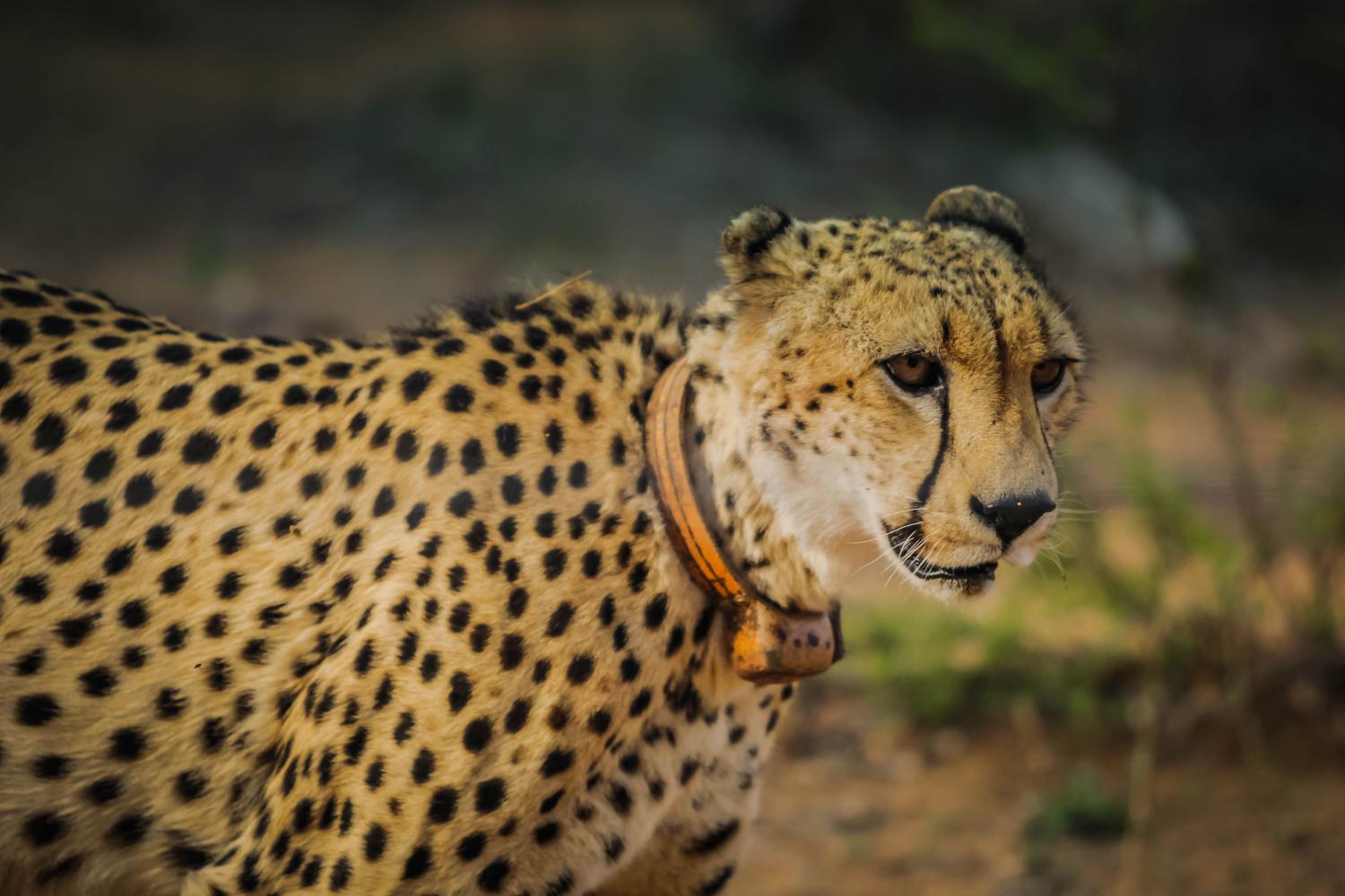 Guepardo con un collar de seguimiento GPS, representando la investigación y el monitoreo científico de especies.