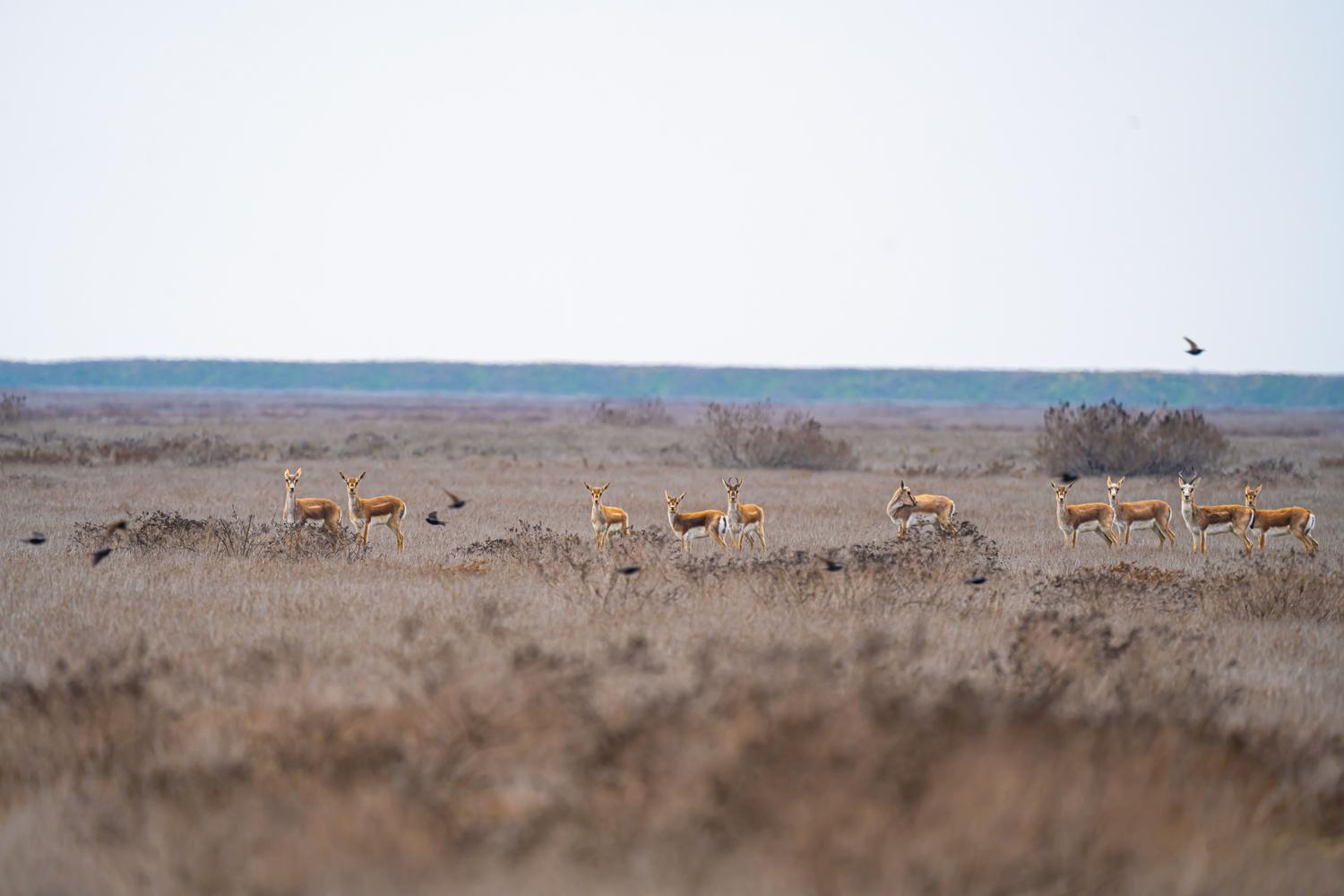 Vasto paisaje de sabana con antílopes, representando las reservas naturales globales y la conservación de hábitats.