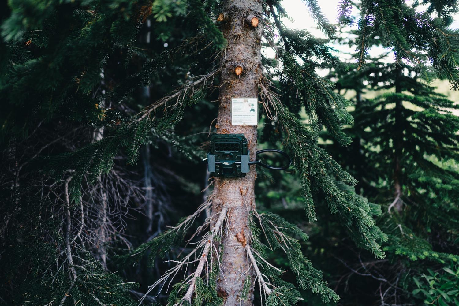Cámara trampa instalada en un árbol en un bosque, ejemplificando el uso de tecnología para el estudio de la fauna.