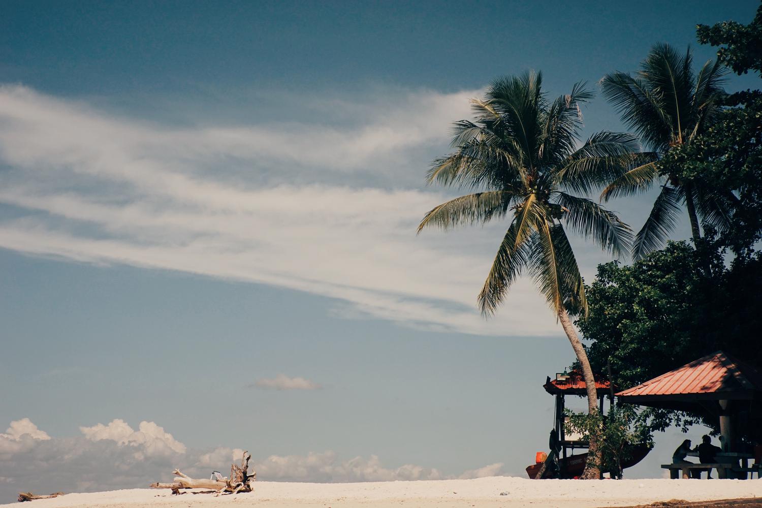 Troncos de madera arrastrados por la marea en una playa tropical, simbolizando la recolección de recursos naturales.