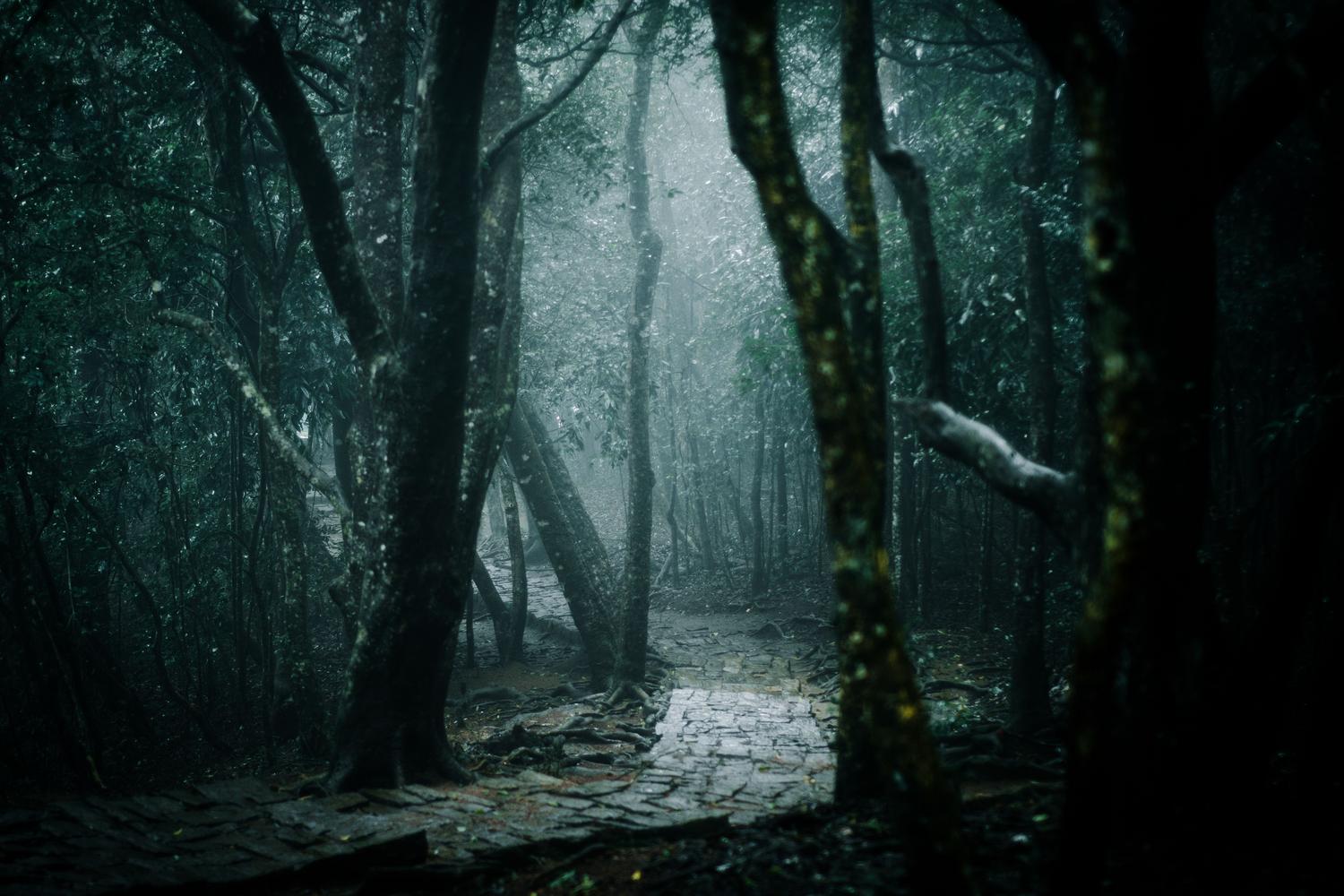Camino forestal brumoso y oscuro que evoca la atmósfera opresiva de Velen en The Witcher 3.